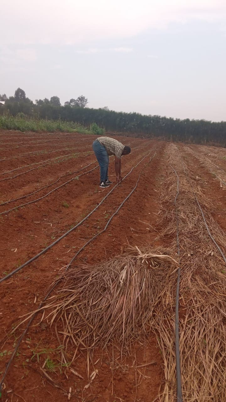 Greenhouse and field cultivation