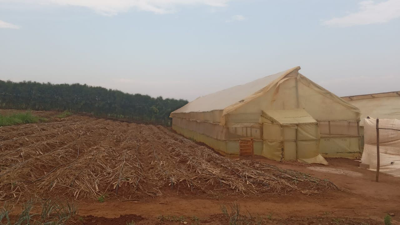 Woman farmer working in greenhouse