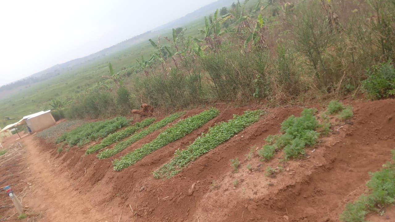 Multiple greenhouses and agricultural development