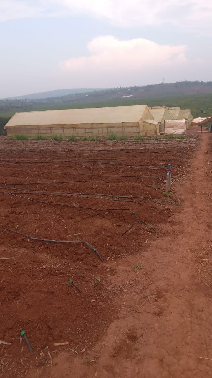 Greenhouse and cultivated field landscape